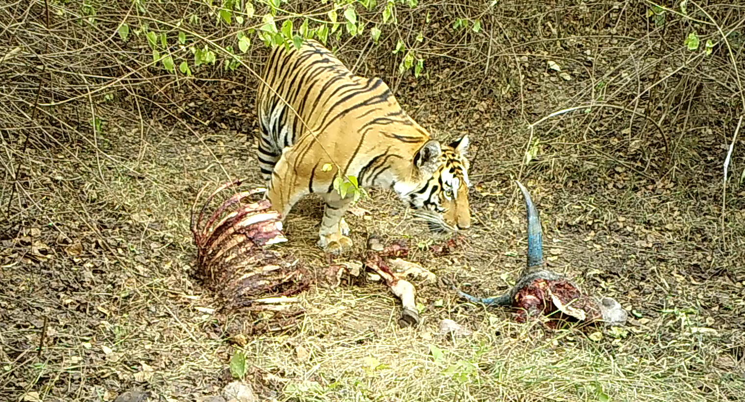 CSI Wildlife: DNA unmasks livestock predators